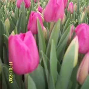 Голландские Тюльпаны 