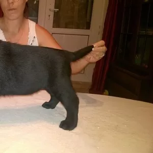  Щенки лабрадора ретривера