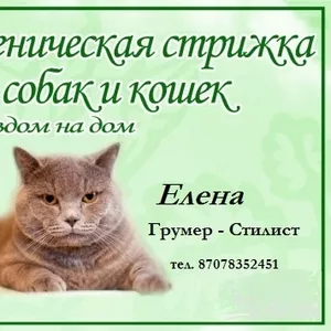 Стрижка кошек и собак.