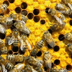 Продам пчёл 