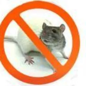 Крысы ,  мыши Эффективные средства для уничтожения грызунов.