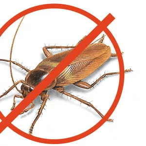 Уничтожение тараканов Алматы