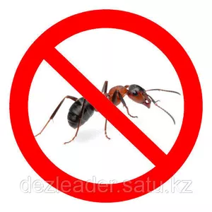 Уничтожение муравьев Алматы