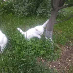 Котята белого цвета