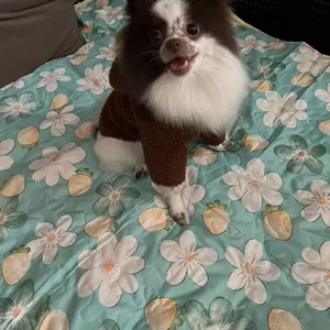 Померанский шпиц самка 2 года