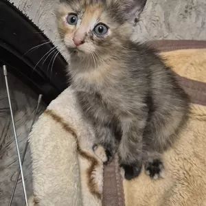 Срочно! Отдам котенка в добрые руки