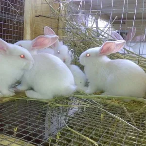 Кролики породы Белый Великан