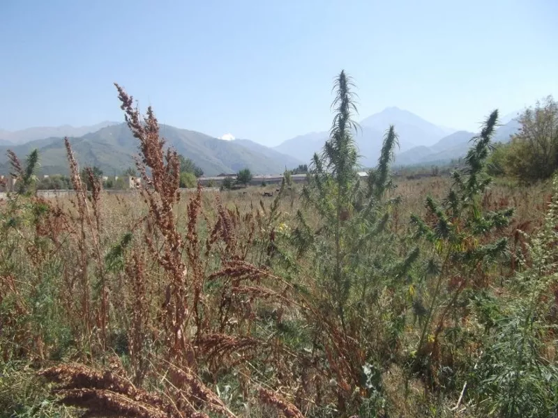 Пейнтбольный клуб САРБАЗ 6