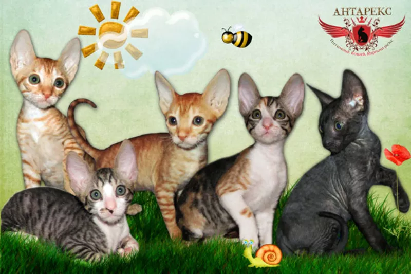 Кудрявые котята корниш-рекс от Абсолютного Чемпиона. Яркие окрасы! 2