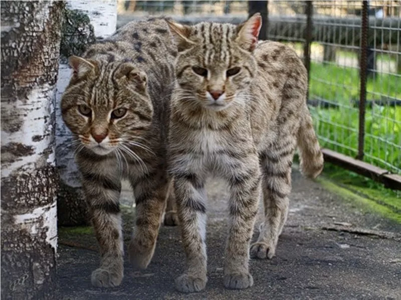 камышовые коты