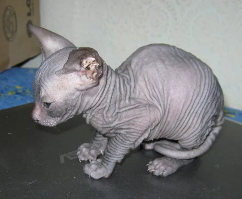 Элитный котенок догского сфинкса