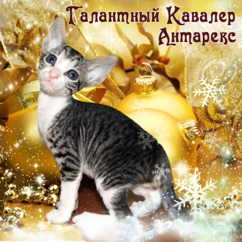 Кудрявые котята корниш-рекс от Абсолютного Чемпиона. Яркие окрасы! 3