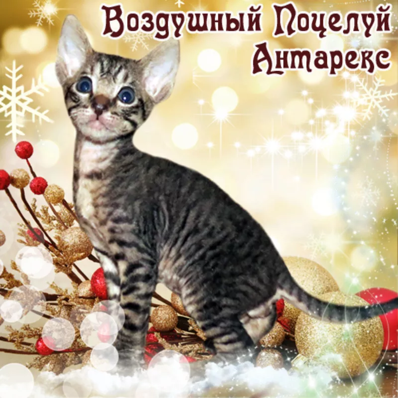 Кудрявые котята корниш-рекс от Абсолютного Чемпиона. Яркие окрасы! 4