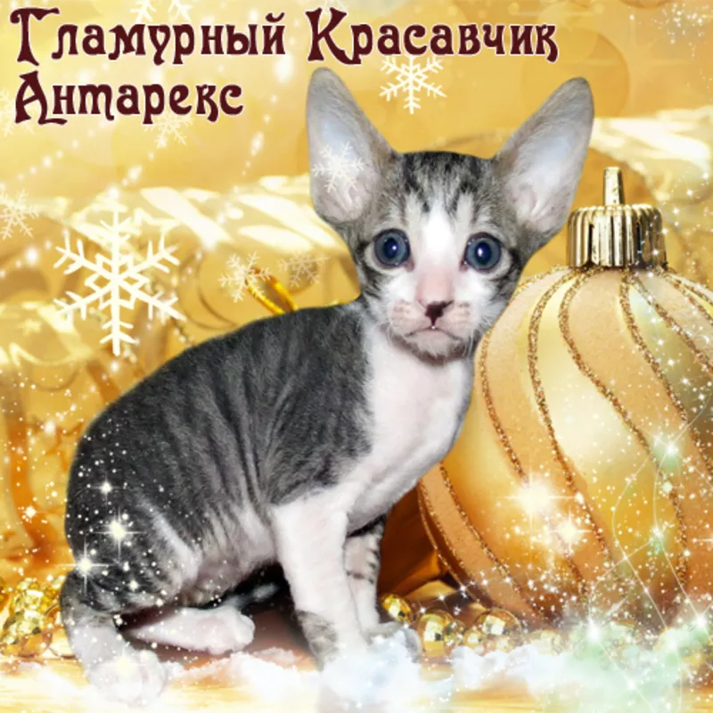 Кудрявые котята корниш-рекс от Абсолютного Чемпиона. Яркие окрасы!