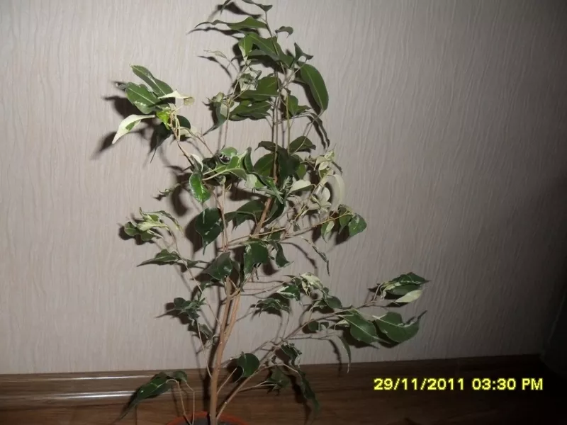 Фикус бенджамина