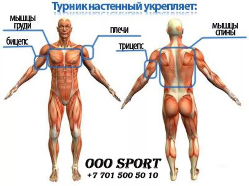 Вспомогательные мышцы. Мышцы туловища и конечностей 8 класс биология. Мышцы человека биология. Группы скелетных мышц человека. Мышечный скелет человека с названиями мышц.