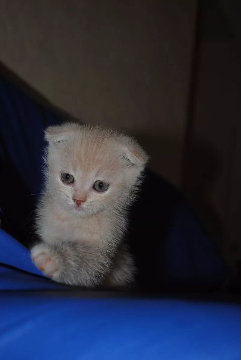 Вислоухие котята Скотиш Фолд 3