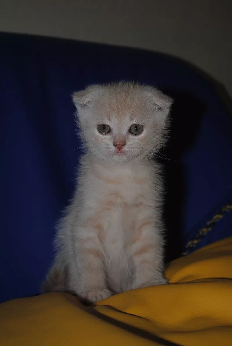 Вислоухие котята Скотиш Фолд