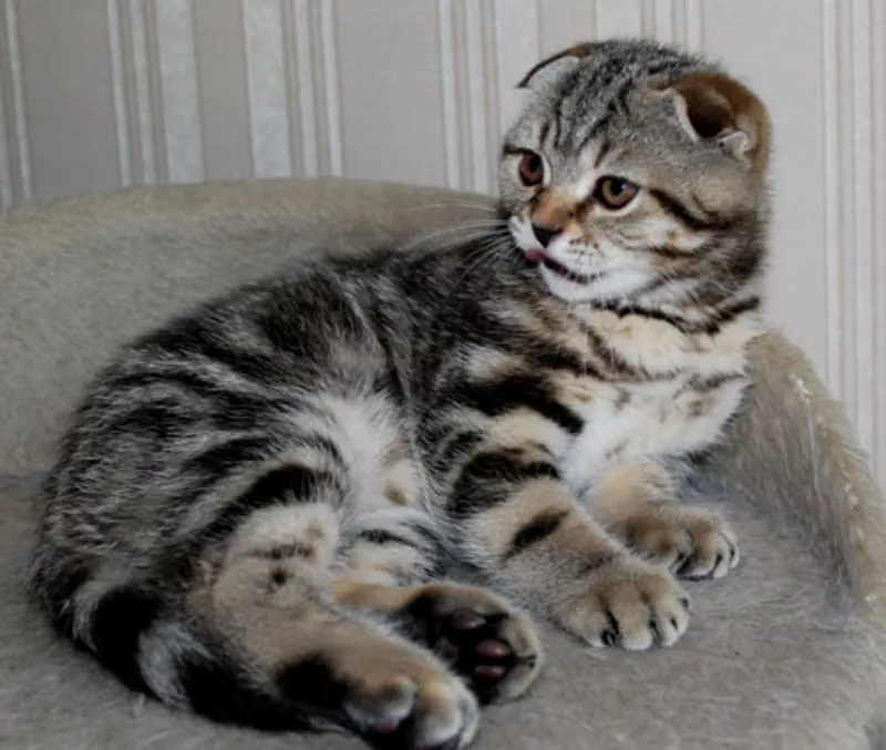 котята породы Скоттиш фолд и Скоттиш страйт 2
