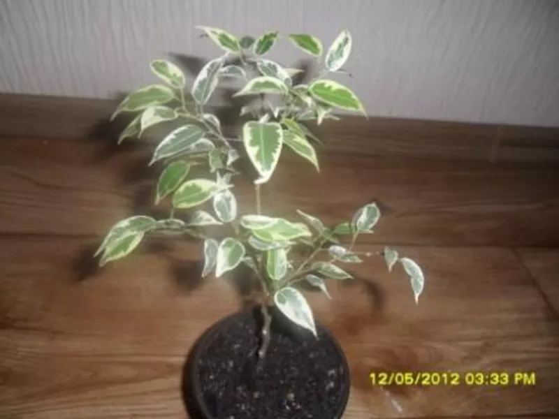 Фикус бенджамина 