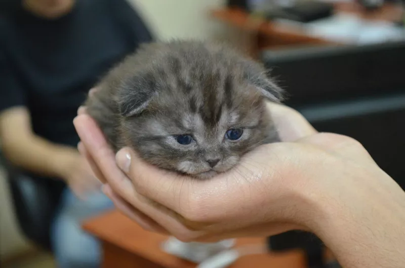 Шотландские вислоухие котята