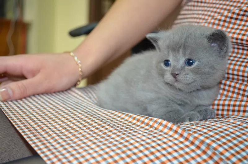 Шотландские вислоухие котята 2