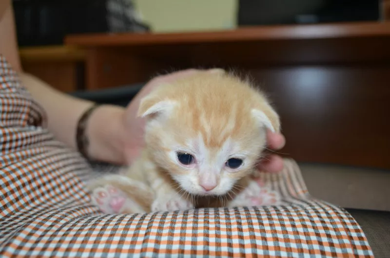 Шотландские вислоухие котята 4