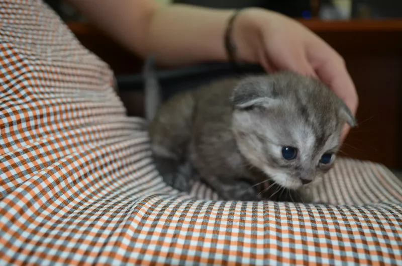 Шотландские вислоухие котята 5