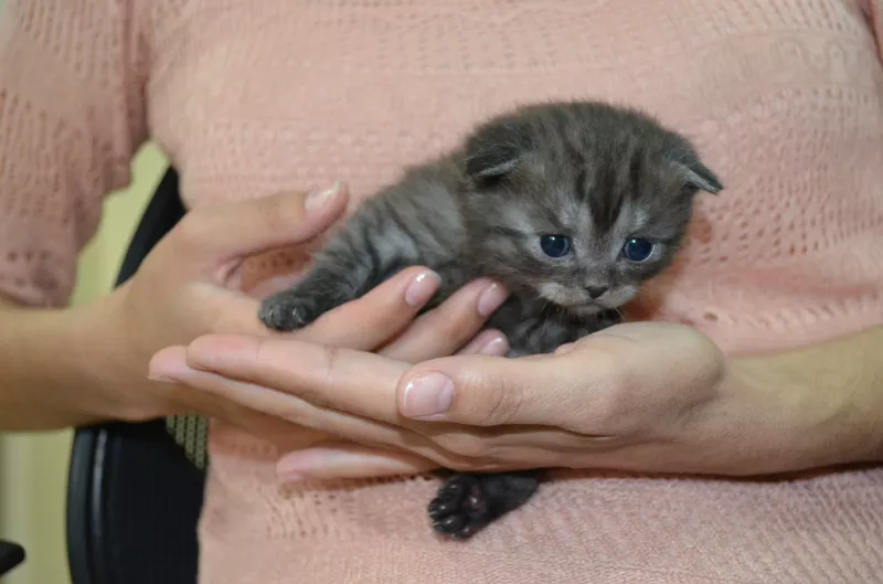 Шотландские вислоухие котята 6