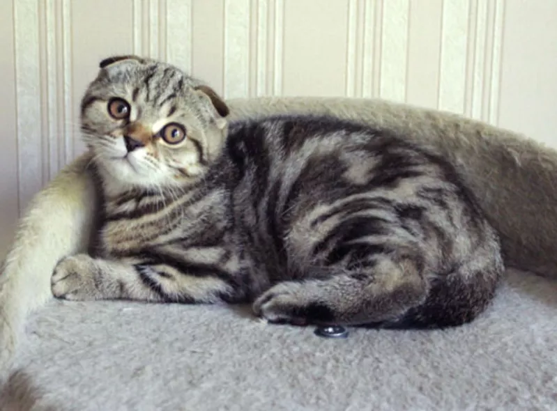 котята породы Скоттиш фолд и Скоттиш страйт