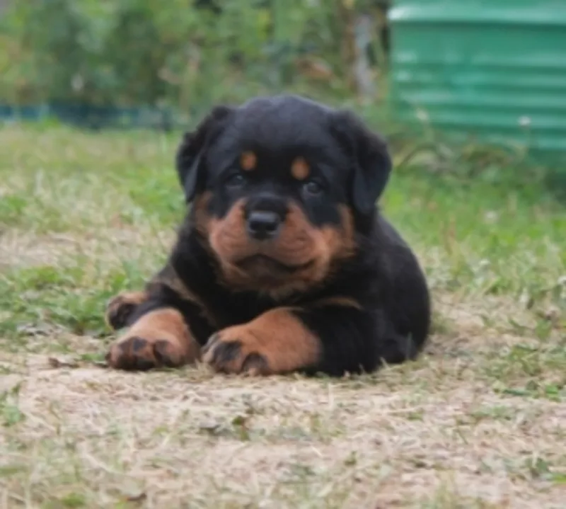 щенки ротвейлера  от  отличных  производителей  2