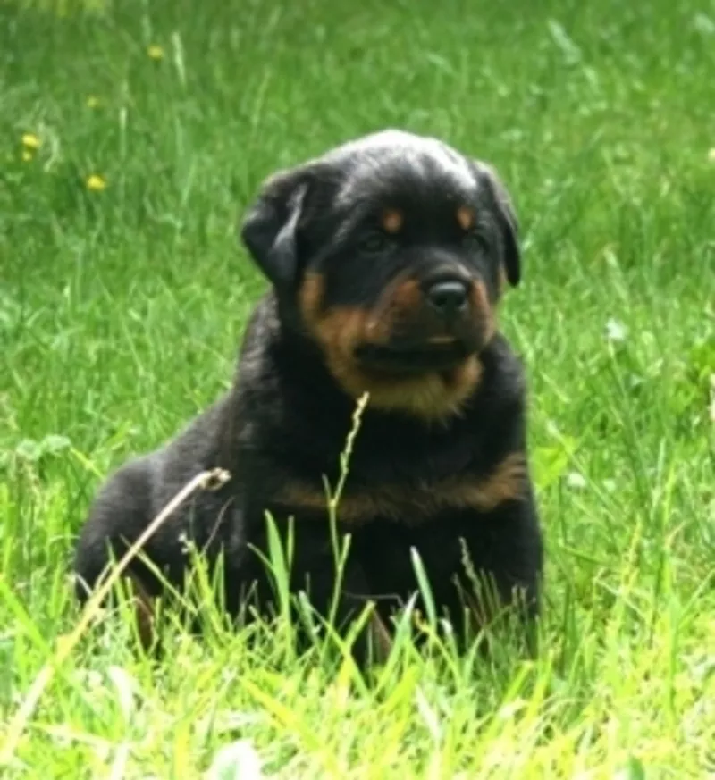 щенки ротвейлера  от  отличных  производителей 