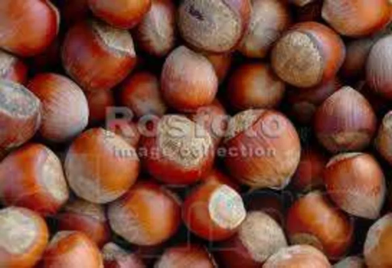 продам саженцы лесного ореха(фундук)лещина