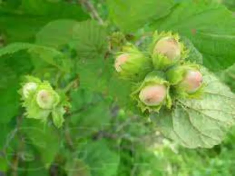 продам саженцы лесного ореха(фундук)лещина 2