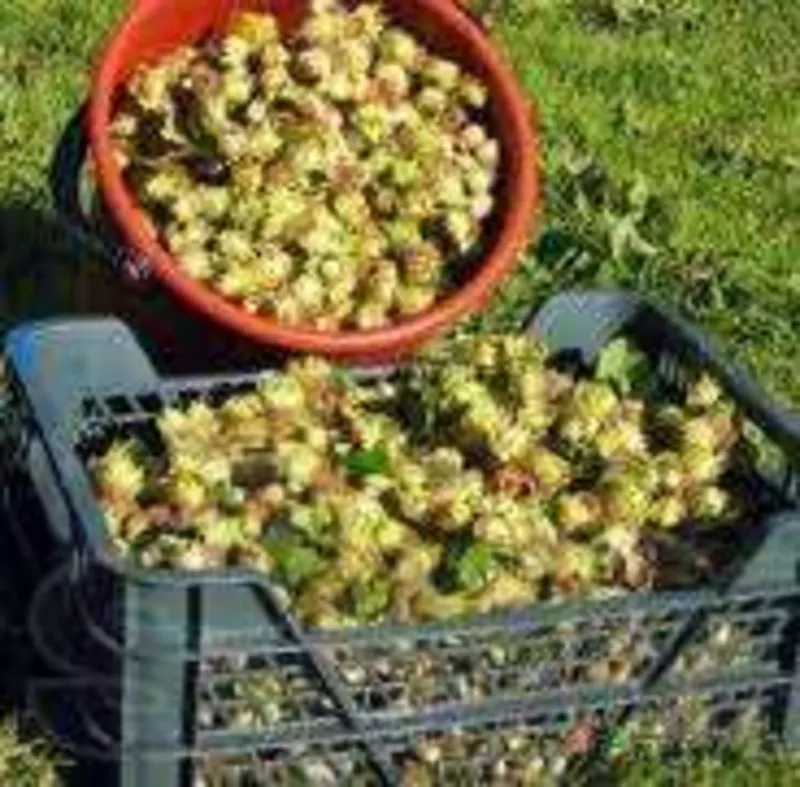 продам саженцы лесного ореха(фундук)лещина 3