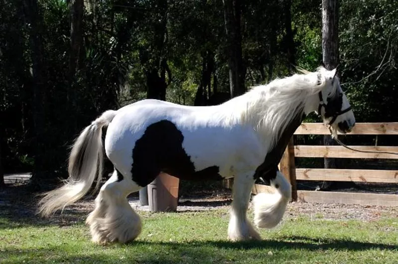 чистая порода лошадей gypsyvanner на продажу