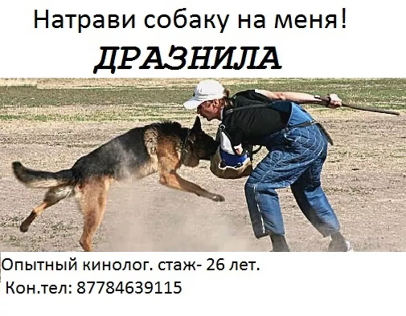 Дразнила собак