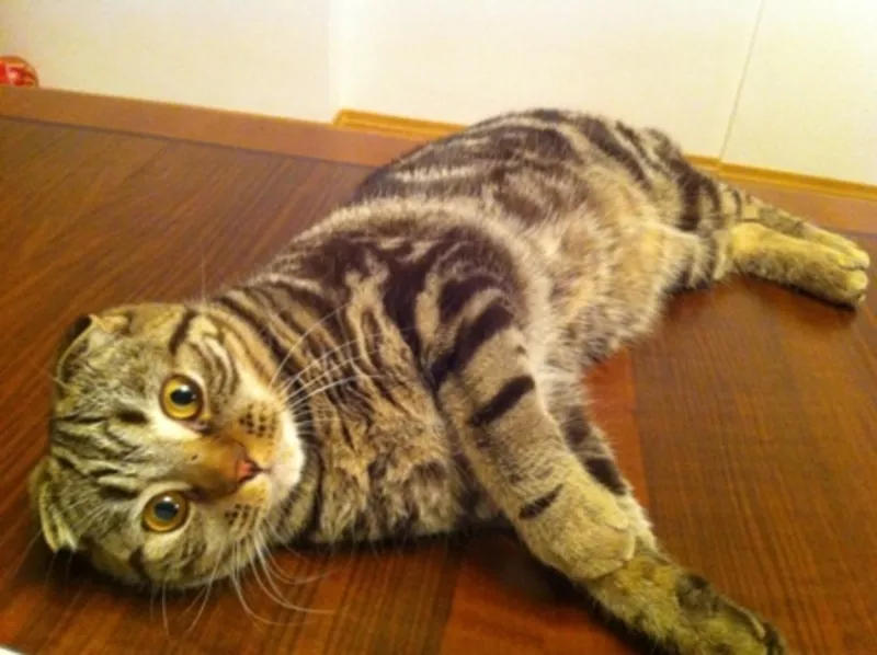 Scottish Fold Show class 3