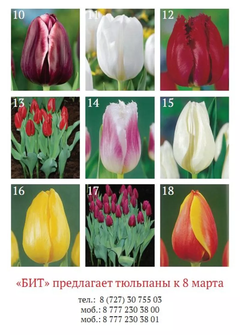 Тюльпаны к 14 февраля и 8-му марта