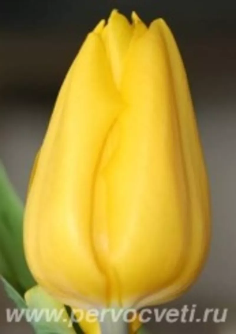 Тюльпаны оптом от 100 шт