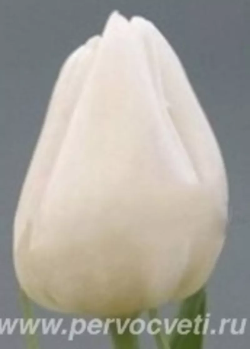 Тюльпаны оптом от 100 шт 4