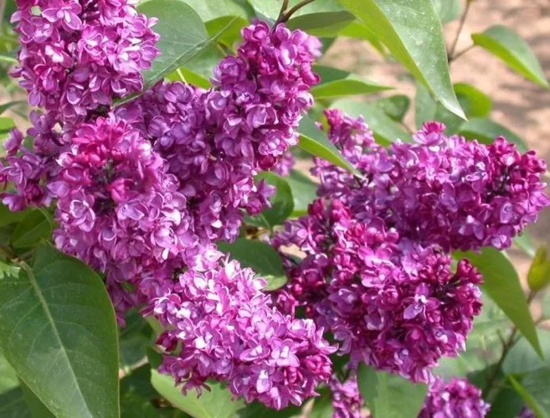 Сирень (лат. Syringa vulgaris),  саженцы сирени,  деревья Алматыт