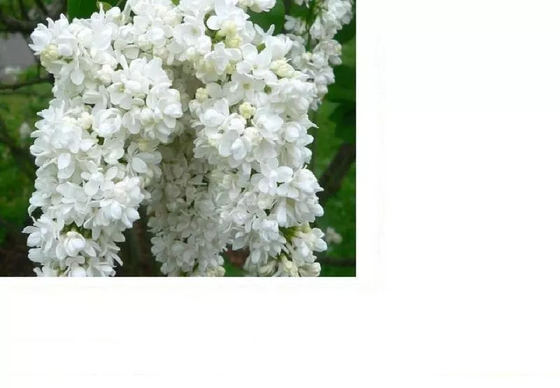 Сирень (лат. Syringa vulgaris),  саженцы сирени,  деревья Алматыт 2