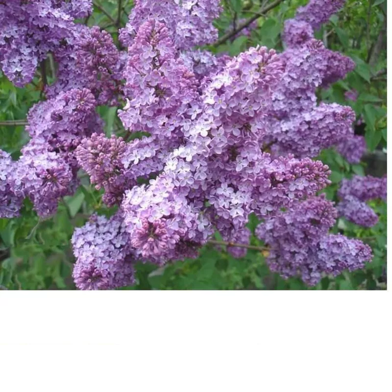 Сирень (лат. Syringa vulgaris),  саженцы сирени,  деревья Алматыт 3