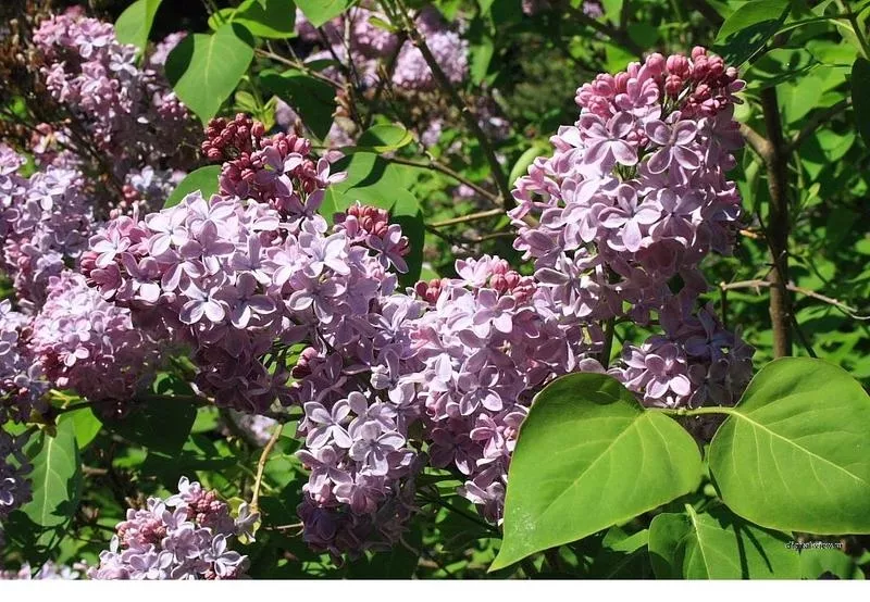 Сирень (лат. Syringa vulgaris),  саженцы сирени,  деревья Алматыт 4