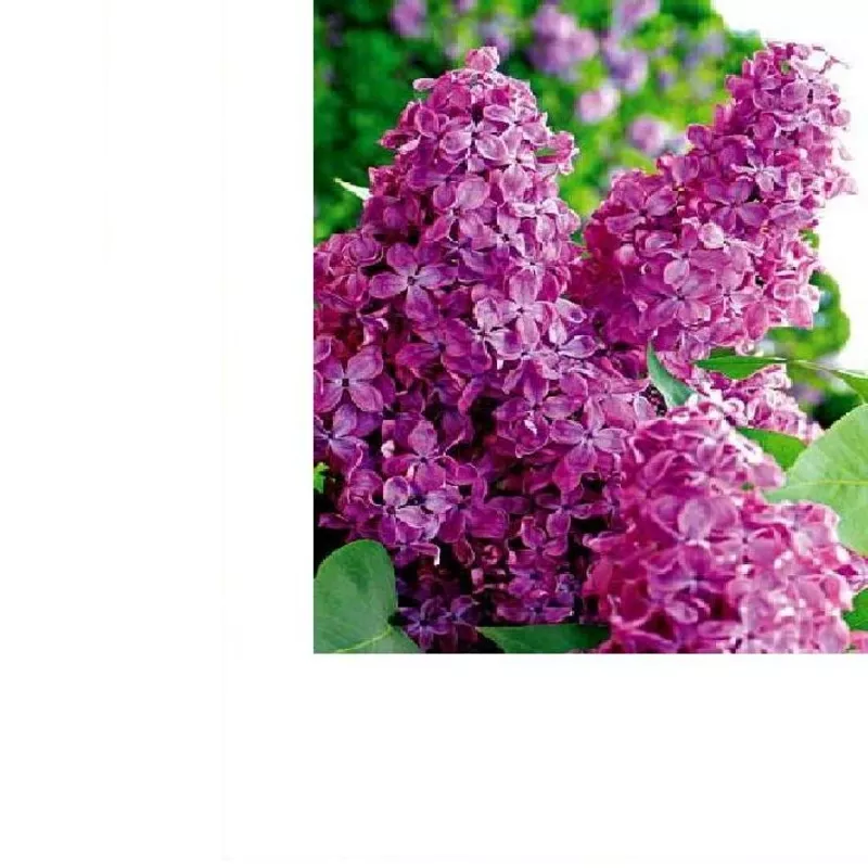 Сирень (лат. Syringa vulgaris),  саженцы сирени,  деревья Алматыт 5