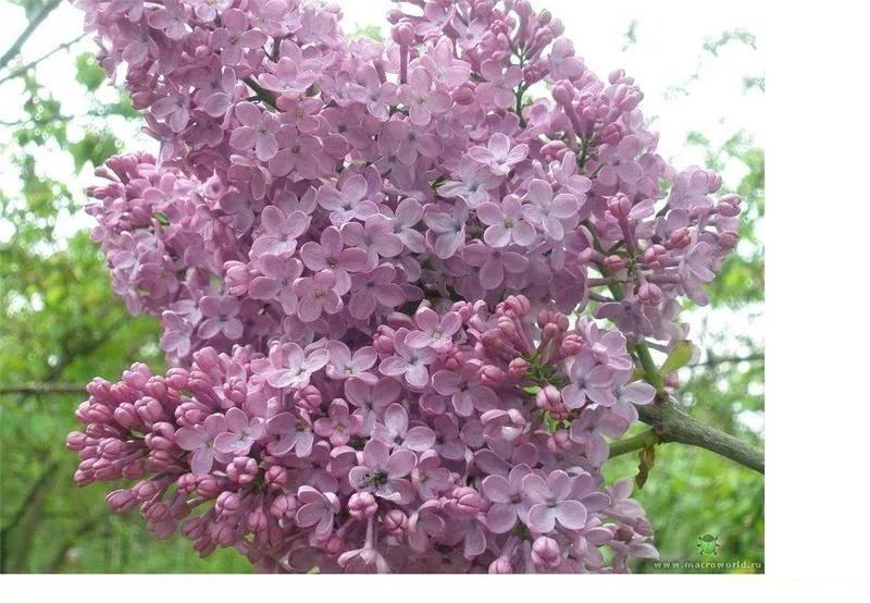 Сирень (лат. Syringa vulgaris),  саженцы сирени,  деревья Алматыт 6