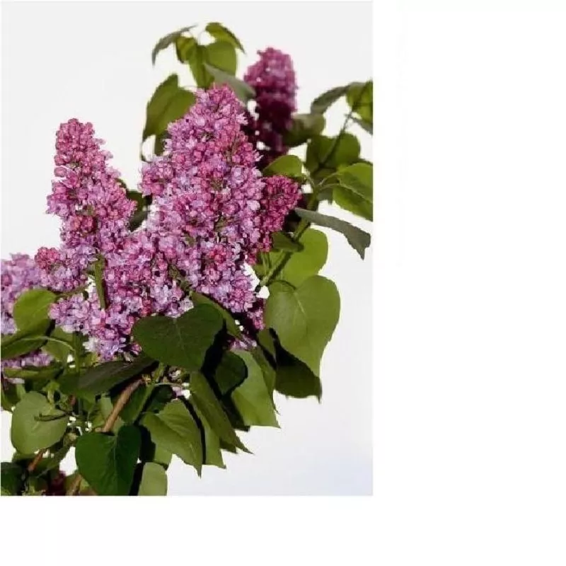 Сирень (лат. Syringa vulgaris),  саженцы сирени,  деревья Алматыт 7