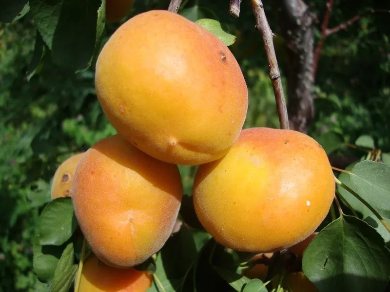 Абрикосы,  саженцы абрикосов,  деревья с комом земли Алматы 