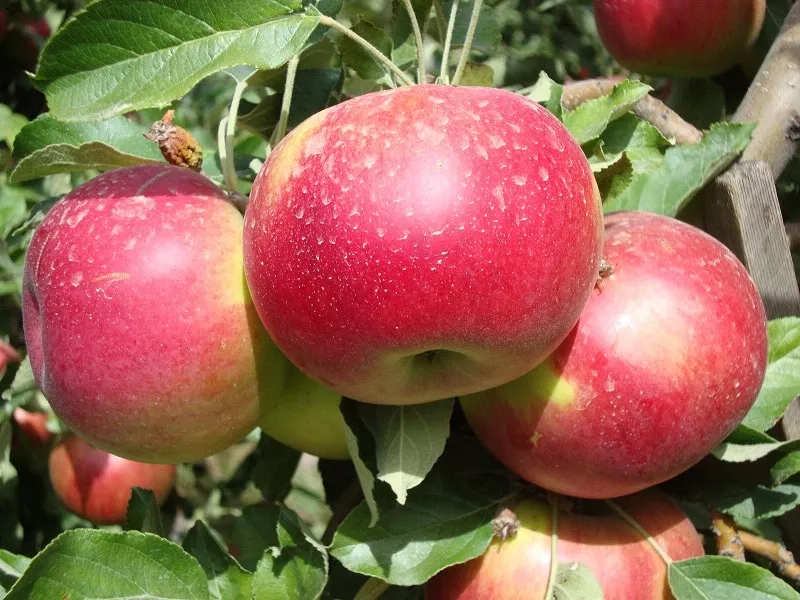 Яблони,  саженцы яблонь,  продажа деревьев яблонь Алматы 